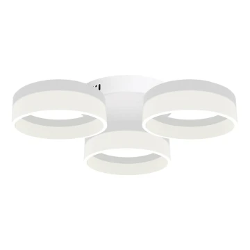 LED Stropna svjetiljka RING 3xLED/12W/230V bijela